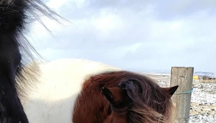 Fridland I Floa Opið Nuna - Eyrarbakki