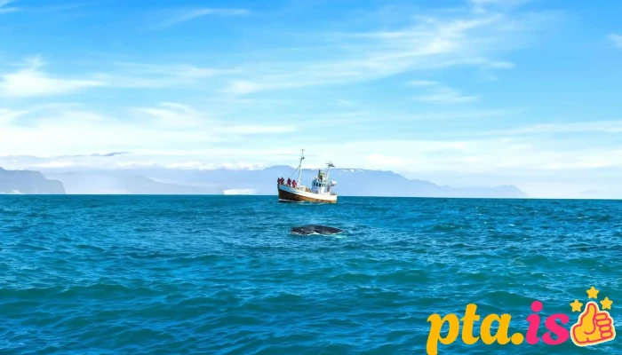 Friends of Moby Dick - Whale Watching - 640 Húsavík