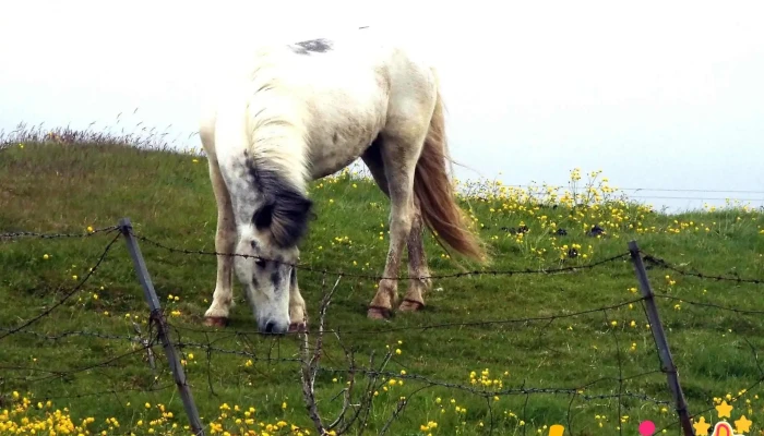 Frumherji -  Bifreiðaskoðun - Selfoss