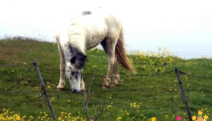 Frumherji - Selfoss
