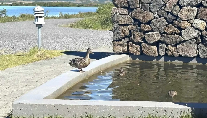 Fuglasafn Sigurgeirs -  Aætlun - Reykjahlíð