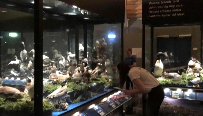 Fuglasafn Sigurgeirs -  Hvernig A Að Komast þangað - Reykjahlíð