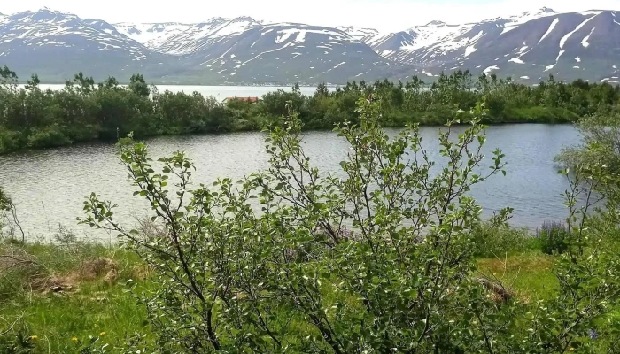Fuglaskodunarhus Numer - Hrísey