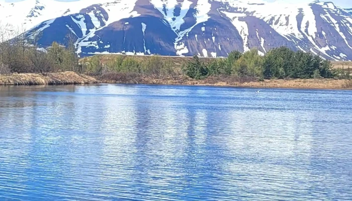 Fuglaskodunarhus Vefsiða - Hrísey