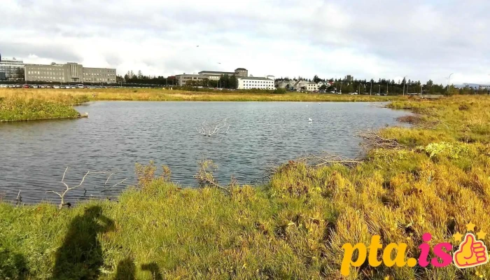 Fuglavernd Birdlife Iceland Fra Eiganda - Reykjavík