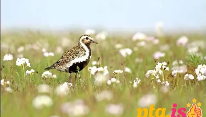 Fuglavernd / BirdLife Iceland - Reykjavík