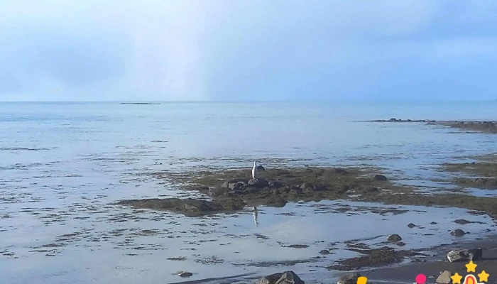 Geirfugl Eftir Olofu Nordal Nyjast - Reykjavík
