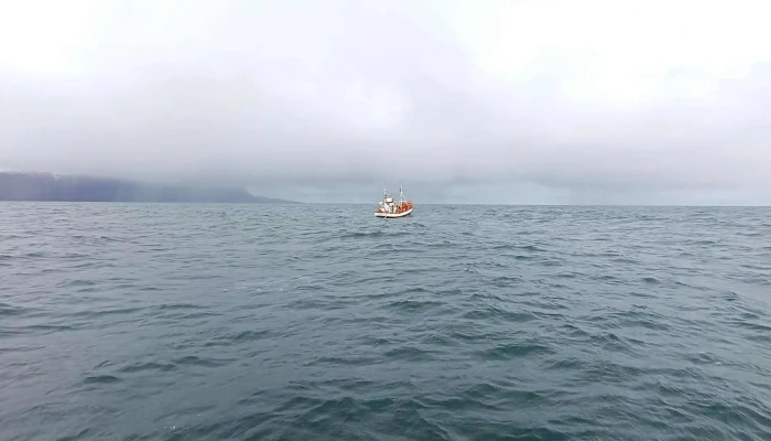 Gentle Giants -    Husavik Whale Watching Instagram - Húsavík