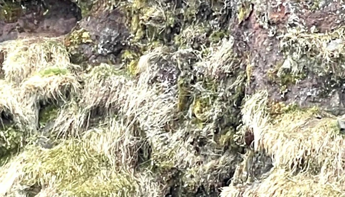 Gljufursarfoss Vefsiða - Gljúfursá, Gljúfur