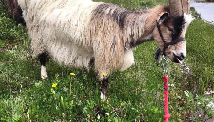Gufua Hvernig A Að Komast þangað - Borgarnes