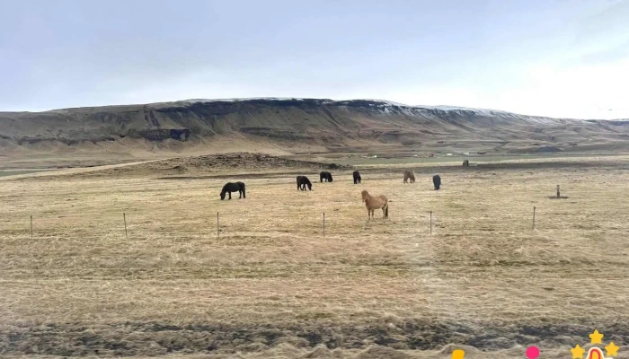 Guide To Iceland -  Nyjast - Reykjavík