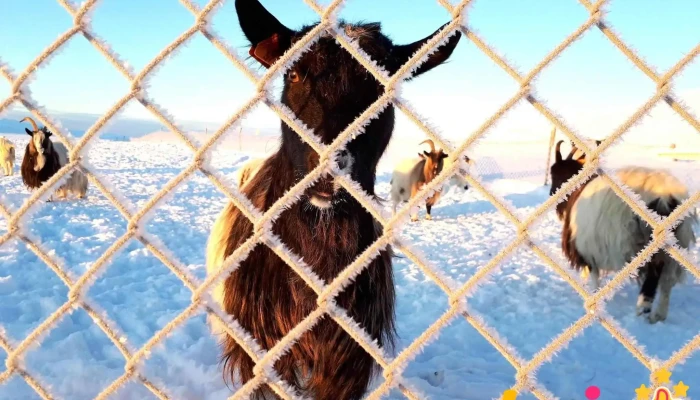 Haafell   Goat Farm Bondabær - Borgarnes