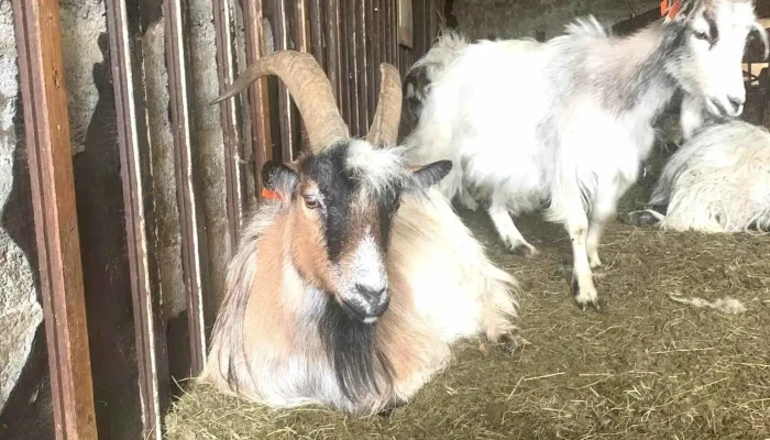 Haafell   Goat Farm Fra Eiganda - Borgarnes