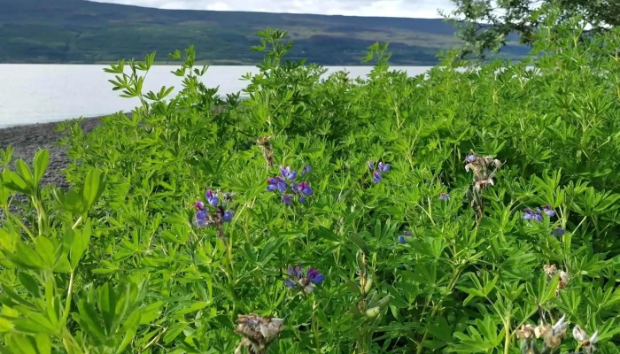 Hafursa Verð - Egilsstaðir