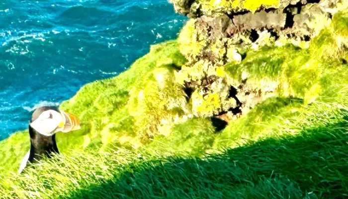 Heimaey -  Hvernig A Að Komast þangað - Iceland