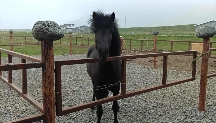 Hestamannafelagid Dreyri Iþrottir - Æðaroddi