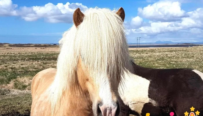Hestamidstodin Borgartun Hestaþjalfari - Akranes