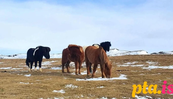 Hestamidstodin Borgartun Hestur - Akranes