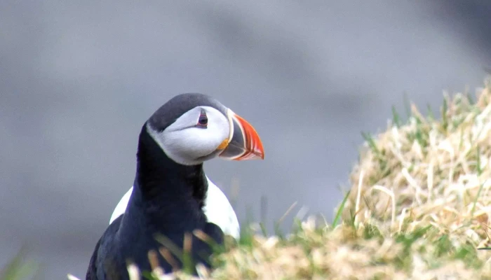 Hofn Borgarfirdi Eystri Nalægt Mer - Borgarfjarðurhofnvegur