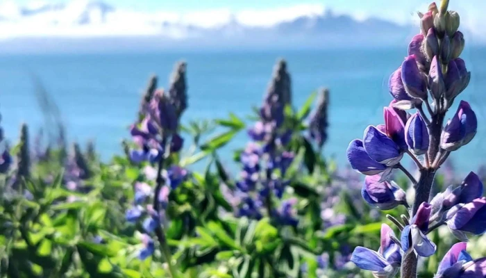 Husavik Utsynisstadur Verð - Húsavík