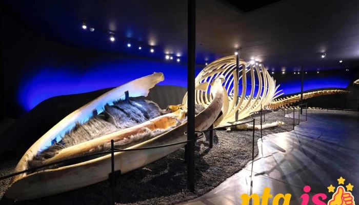 Hvalasafnid A Husavik Fra Eiganda - Húsavík