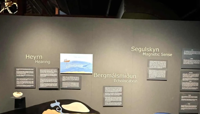 Hvalasafnid A Husavik Svæði - Húsavík