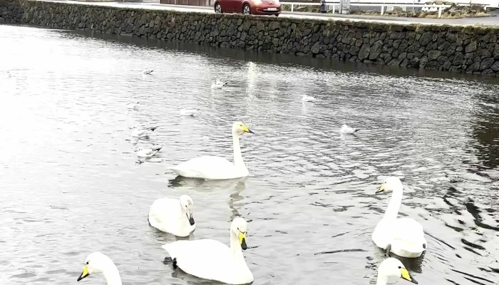 Hydingaholmi Hvernig A Að Komast þangað - Hafnarfjörður