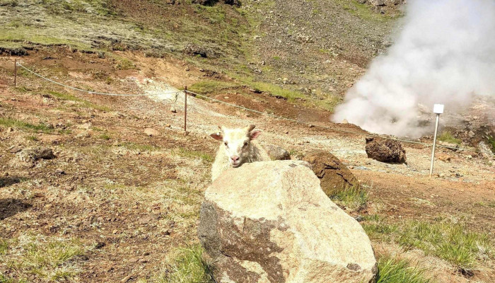 Iceland Activities -  Umsagnir - Hveragerði