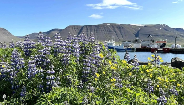Iceland Backcountry Travel -  Heimilisfang - Ísafjörður
