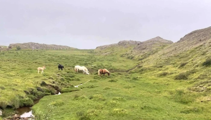 Icelandic Horse Tours -  Heimilisfang - Sauðárkrókur