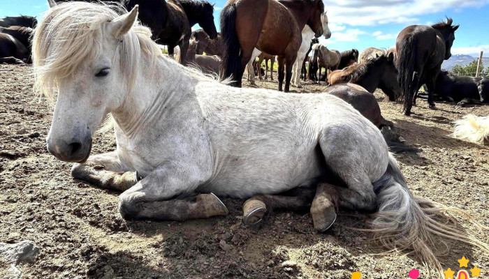 Icelandic Horse Tours -  Hestur - Sauðárkrókur