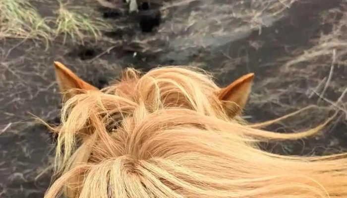 Icelandic Horse Tours -  Myndskeid - Sauðárkrókur