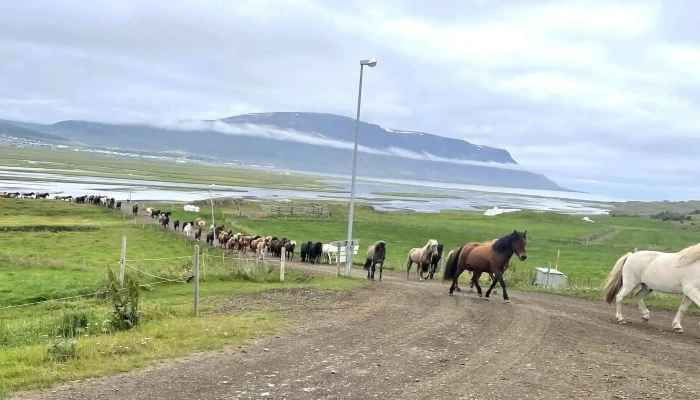 Icelandic Horse Tours -  Numer - Sauðárkrókur