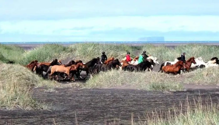 Icelandic Horse Tours -  Reiðþjonusta - Sauðárkrókur