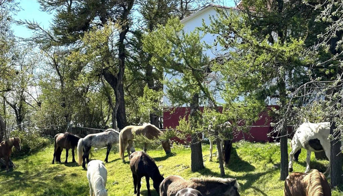 Icelandic Horse Tours -  Simi - Sauðárkrókur