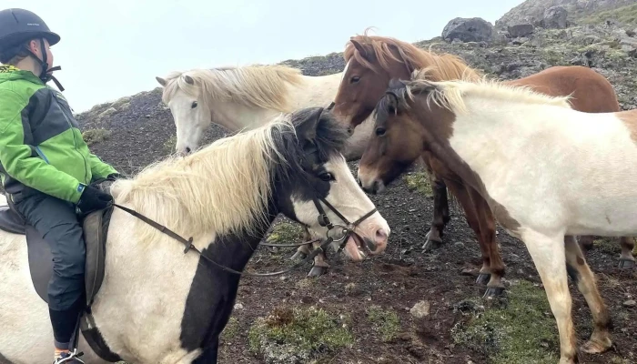 Icelandic Horse Tours -  Svæði - Sauðárkrókur