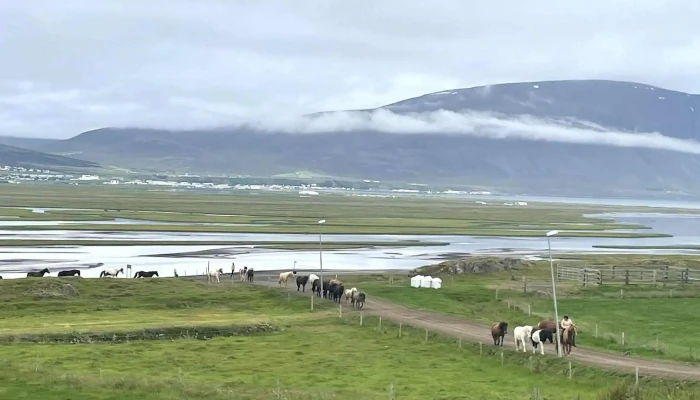 Icelandic Horse Tours -  Verð - Sauðárkrókur