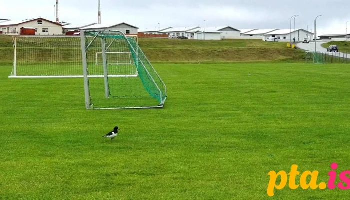 Ithrottamidstod Vestmannaeyja Iþrottamiðstoð - Vestmannaeyjabær