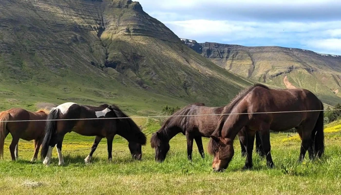 Kleif Farm -  Hvernig A Að Komast þangað - Mosfellsbær