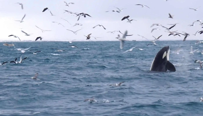 Laki Tours Puffin Tour Hvernig A Að Komast þangað - Grundarfjörður