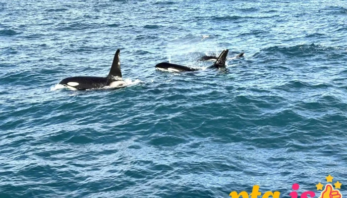 Laki Tours Puffin Tour Nyjast - Grundarfjörður