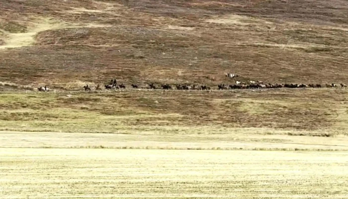 Laufskálarétt - Iceland