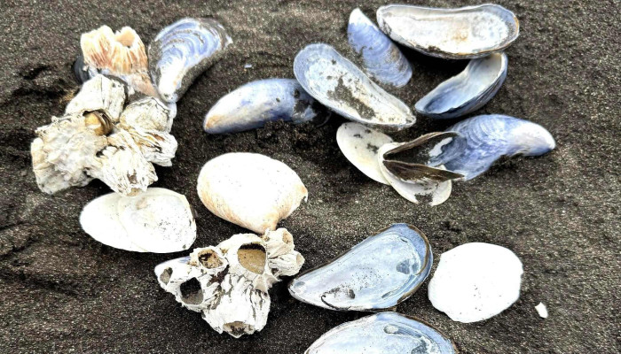 Meleyri Beach -  Breiðdalsvik 10 - Breiðdalsvík