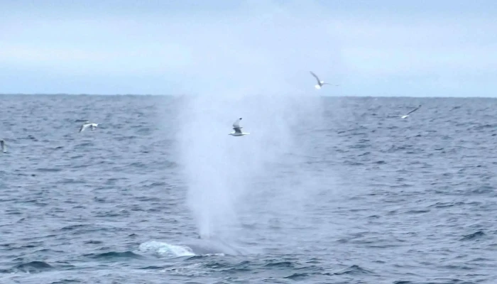 North Sailing -    Husavik Whale Watching Athugasemdir - Húsavík