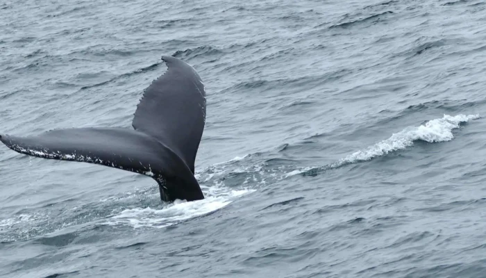 North Sailing -    Husavik Whale Watching Husavik - Húsavík