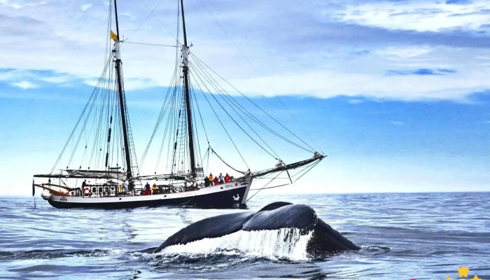 North Sailing -    Husavik Whale Watching Hvalaskoðunarfyrirtæki - Húsavík