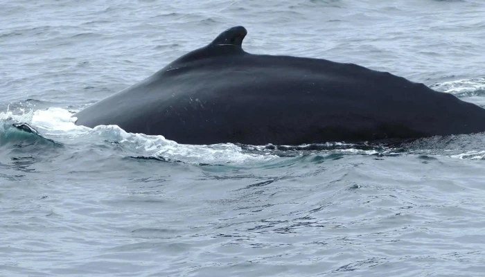 North Sailing -    Husavik Whale Watching Myndir - Húsavík