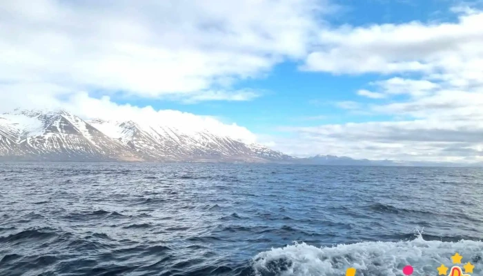 North Sailing -    Husavik Whale Watching Nyjast - Húsavík