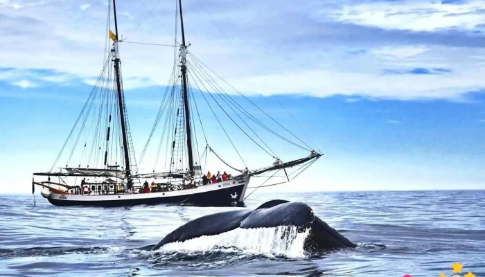 North Sailing - Húsavík Whale Watching - Húsavík
