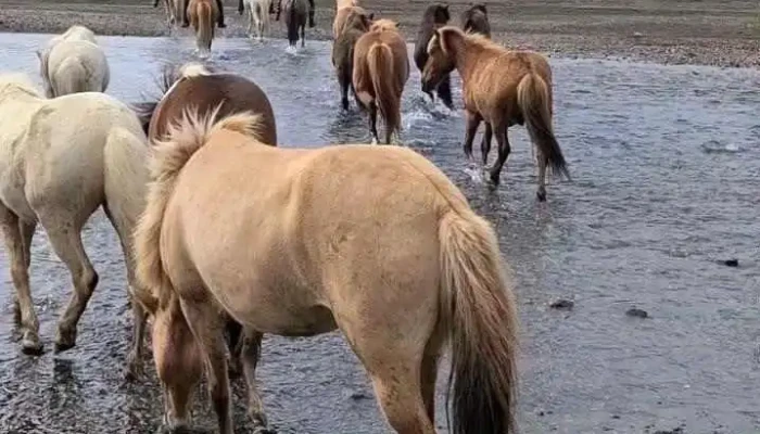 Nupshestar   Hestaferdir Hestur - Selfoss